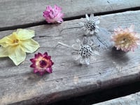 Image 6 of Chamomile Blossoms