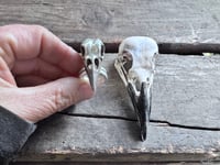 Image 1 of Raven Wisdom, size 7