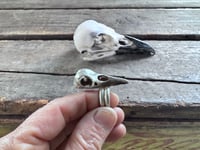 Image 2 of Raven Wisdom, size 7