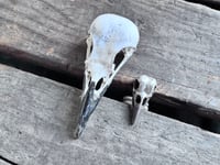 Image 3 of Raven Wisdom, size 7