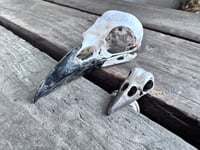 Image 4 of Raven Wisdom, size 7