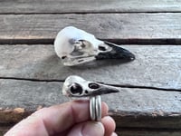 Image 6 of Raven Wisdom, size 7