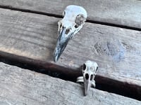 Image 9 of Raven Wisdom, size 7