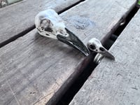 Image 12 of Raven Wisdom, size 7