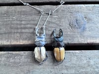 Image 4 of Bold Rhinoceros