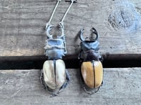 Image 1 of Bold Rhinoceros