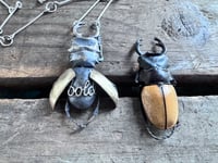 Image 7 of Bold Rhinoceros