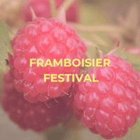 Framboisier d'été à fruits rouges - Festival