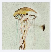 Image 4 of Jelly 1 & Jelly 2- ORIGINAL