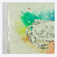 Image 3 of Octopus Colour & Crab Colour 