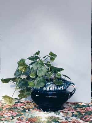 Blå majolica med øre