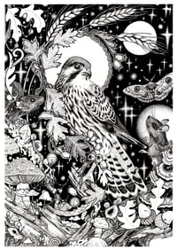 Image 1 of Kestrel (pocaire gaoithe)