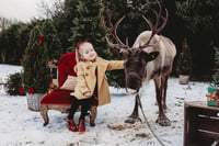 Image 4 of REAL REINDEER SHOOT  { BOOKING FEE ONLY }  SUNDAY 4TH OCTOBER 2026