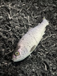 Image 2 of Immortal Trout 7.7 “Gypsy”