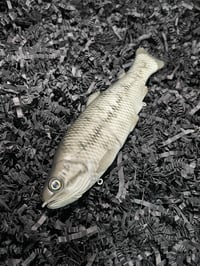 Image 2 of Immortal Trout 7.7 “Smoko”