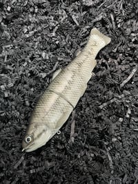 Image 1 of Immortal Trout 7.7 “Smoko”