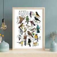 Image 1 of Póster “AVES DE BORIKÉN” / “Birds of Borikén”