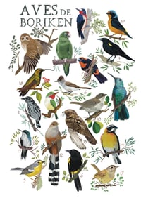 Image 2 of Póster “AVES DE BORIKÉN” / “Birds of Borikén”