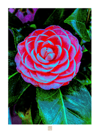 ELECTRIC CAMELIA