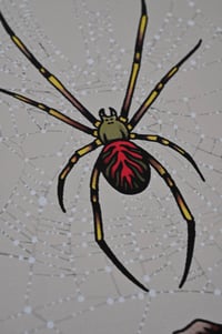 Image 5 of Orb Weaver Print