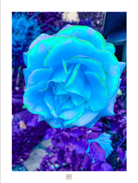 MY ROSE HAS THE  BLUES