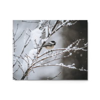 Winter Black-Capped Chickadee Print