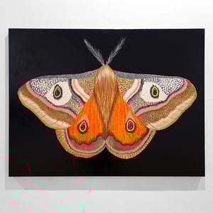 199. "Polyphemus Moth" original painting