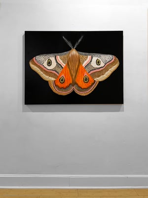 199. "Polyphemus Moth" original painting