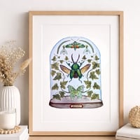 Image 1 of January Dome, Under Glass Collection