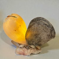 Image 9 of Lampe veilleuse en coquillages vintage bord de mer  années 1950s 1960s