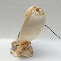 Image 7 of Lampe veilleuse en coquillages vintage bord de mer  années 1950s 1960s