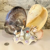 Image 3 of Lampe veilleuse en coquillages vintage bord de mer  années 1950s 1960s