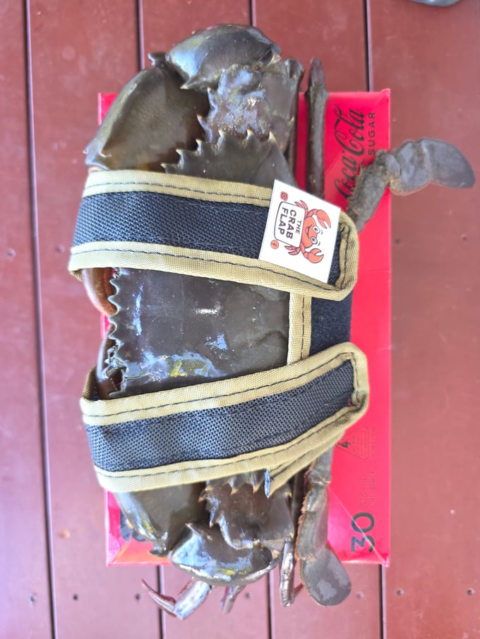 Image of Crap Flap Crab Holder