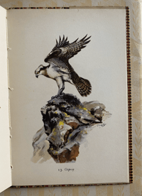 Image 5 of Mountain Birds a vintage King Penguin book