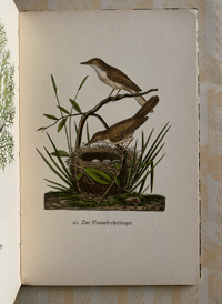 Image 5 of German Bird Book Insel Bucherei No:100