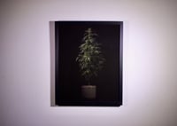 Image 2 of Northern Light - Framed