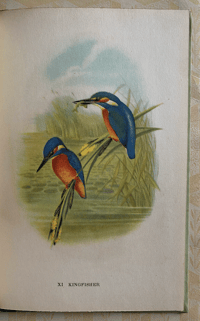 Image 4 of British Birds on Lake, River and Stream
