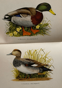 Image 2 of A book of Ducks A King Penguin Book