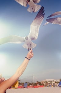 The Infamous Seagulls 