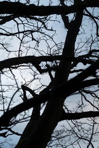 Winter Warrior (Digital)