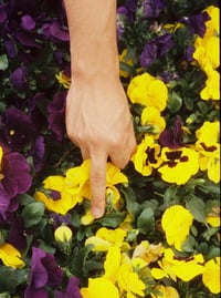 Peace Offering 