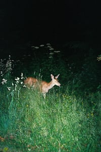 My Doe Good Friend 
