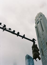 Birds Of NYC