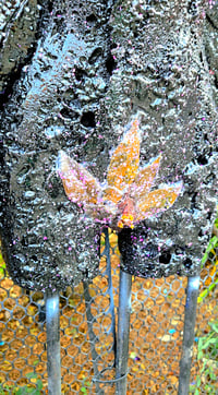 Image 4 of "SWEET CAMILLIA"