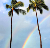 Image 3 of Island Incense- Pick from The Mainstays 