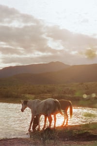 Horses Of South Africa 