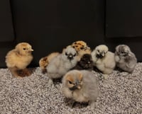 Image 1 of Bantam Showgirl Chicks – Assorted Colors