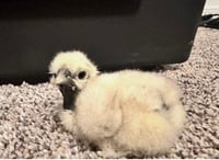 Image 2 of Bantam Showgirl Chicks – Assorted Colors