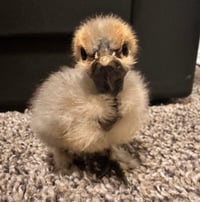 Image 3 of Bantam Showgirl Chicks – Assorted Colors