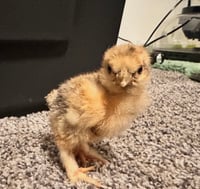 Image 4 of Bantam Showgirl Chicks – Assorted Colors